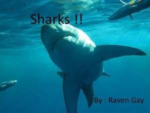 Gay shark Gay shark