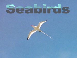 DEFINING A SEABIRD A bird Duh Feathers Hollow