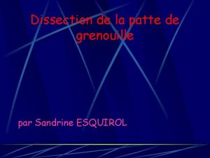 Schéma cuisse de grenouille