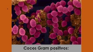 GNERO STAPHYLOCOCCUS Se clasifican segn la produccin de