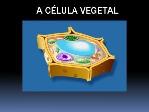 A CLULA VEGETAL Clula Animal X Clula Vegetal