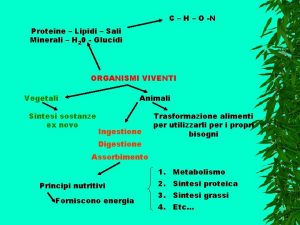 C H O N Proteine Lipidi Sali Minerali