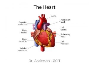 Reinforcement: heart anatomy