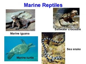 Marine reptiles