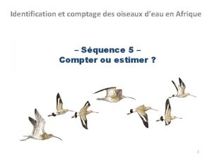 Identification et comptage des oiseaux deau en Afrique