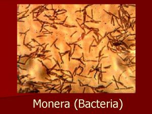 Monera Bacteria n extremely important rapid growth Reproduction