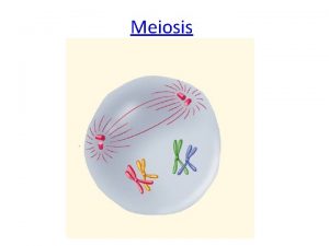 Meiosis Each organism must inherit a single copy