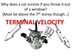 Why does a cat survive if you throw