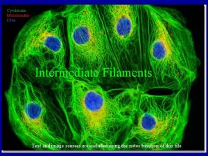 Cytokeratin Mitochondria DNA Intermediate Filaments Text and image
