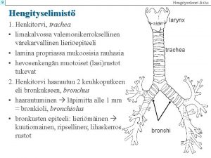 9 Hengityselimet iho Hengityselimist 1 Henkitorvi trachea limakalvossa