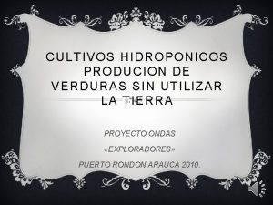 CULTIVOS HIDROPONICOS PRODUCION DE VERDURAS SIN UTILIZAR LA