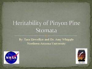 Heritability of Pinyon Pine Stomata By Tara Llewellyn
