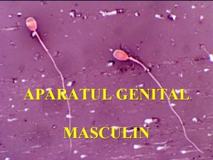 Aparatul genital masculin Aparatul genital masculin