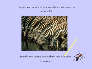Have you ever wondered how animals are able