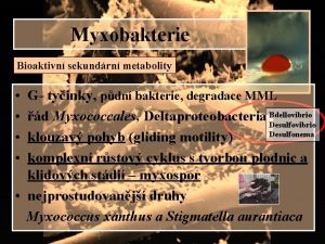 Myxobakterie Bioaktivn sekundrn metabolity G tyinky pdn bakterie