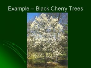 Example Black Cherry Trees Example Black Cherry Trees