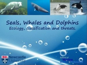 Seals Whales and Dolphins Ecology classification and threats
