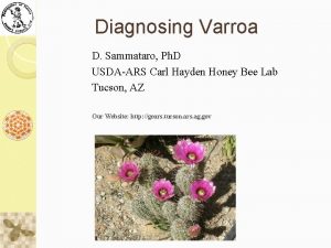 Diagnosing Varroa D Sammataro Ph D USDAARS Carl