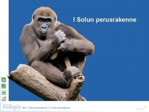 Solun perusrakenne