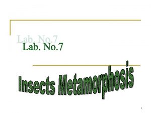 1 Metamorphosis refers to the way that certain