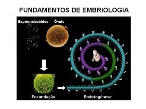 FUNDAMENTOS DE EMBRIOLOGIA Espermatozides vulo Fecundao Embriognese FECUNDAO