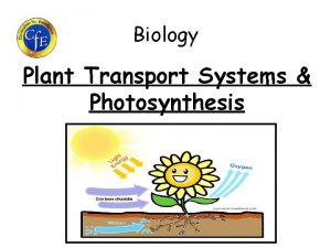 First stage of photosynthesis