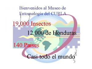 Museo de entomología del curla