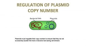 Relaxed and stringent plasmid