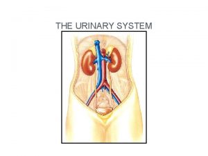 THE URINARY SYSTEM Functions 1 Remove nitrogenous wastes