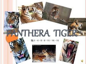 PANTHERA TIGER 1469111415 Tiger Form Factor Tigers are PANTHERA TIGER 1469111415 Tiger Form Factor Tigers are