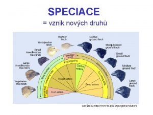 SPECIACE vznik novch druh obrzek z http wwwtc