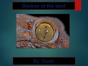 Geckos of the land By Owen Animal Facts