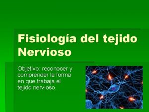 Introduccion de las neuronas