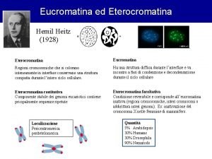 Eucromatina