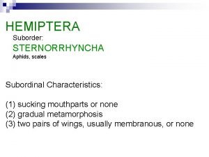 HEMIPTERA Suborder STERNORRHYNCHA Aphids scales Subordinal Characteristics 1