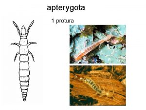 apterygota 1 protura apterygota 2 collenbola pterygota Takm