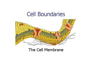 Cell Boundaries The Cell Membrane The Cell Membrane
