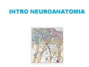 Neurone pseudounipolare