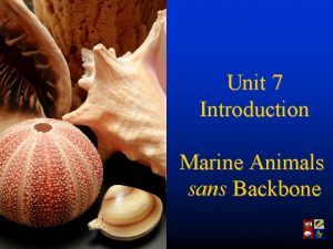 Marine vs sans Marine vs sans