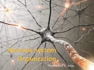 Nervous system function