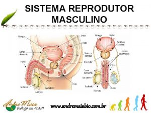 SISTEMA REPRODUTOR MASCULINO www andremaiabio com br Anatomia