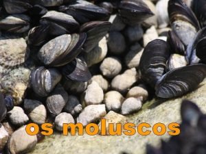 os moluscos Os moluscos son animais invertebrados co