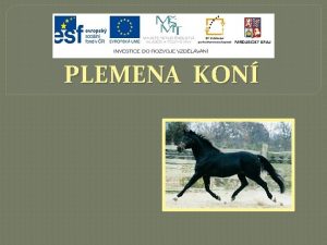 PLEMENA KON b PLEMENA SKUPINY KON ORIENTLNCH VCHODNCH