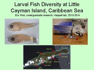 Larval Fish Diversity at Little Cayman Island Caribbean