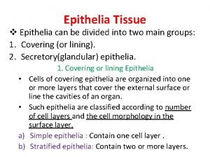 Epithelia Tissue v Epithelia can be divided into