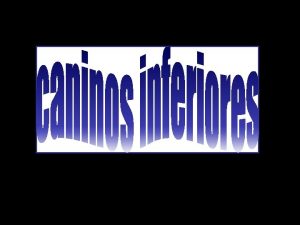 La proporción corona:raíz del canino inferior es