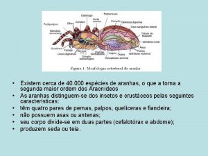 Existem cerca de 40 000 espcies de aranhas