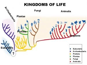 Cladogram of the 6 kingdoms