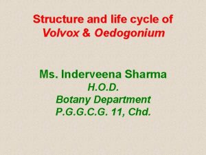 Life cycle of volvox