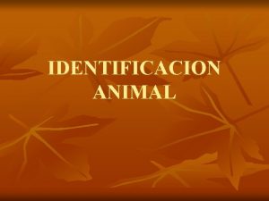 IDENTIFICACION ANIMAL PORQUE LA IDENTIFICACION ANIMAL n n